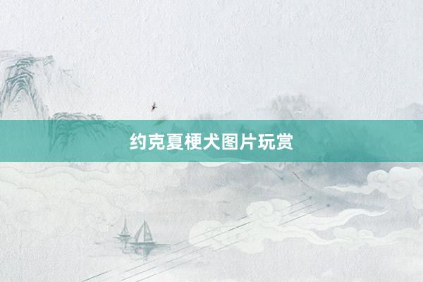 约克夏梗犬图片玩赏